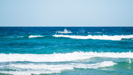 whaling about on fraser island