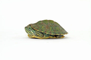 baby turtle with white background