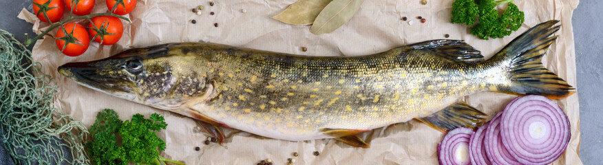 Big raw pike on the table. Fresh catch. Dietary product. Top view. Ready to cook.