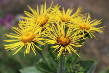 Blossoming Inula high ,Inula helenium in organic garden .Medicinal plant,homeopatic.Blurred background.