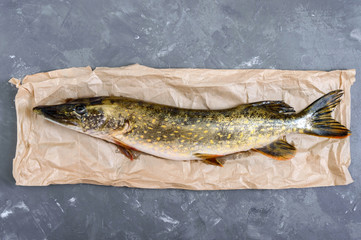 Big raw pike on the table. Fresh catch. Dietary product. Top view. Ready to cook.