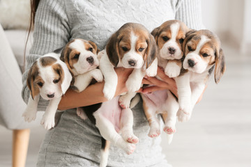 Owner with cute beagle puppies at home - obrazy, fototapety, plakaty