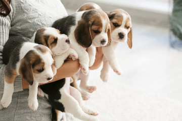 Owner with cute beagle puppies at home