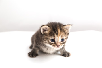 Little kitten isolated on white background. Tabby cat baby crawls with a frightened and curious look.