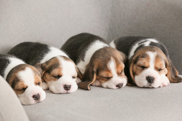 Cute beagle puppies sleeping on sofa
