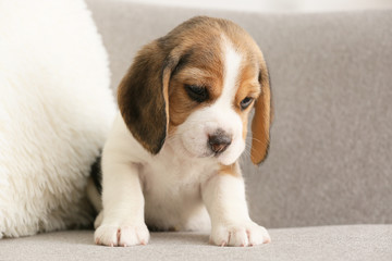 Cute beagle puppy on sofa