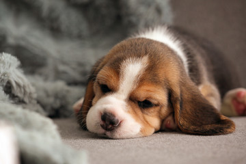 Cute beagle puppy sleeping on sofa at home