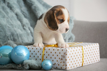 Cute beagle puppy with Christmas decor and gift at home