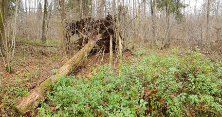 Puszcza Białowieska. Podlasie, Polska.