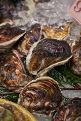 Fresh oysters at fish market 