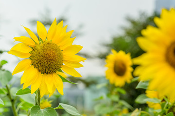 Obraz premium cheerful sunflower close up blurred background