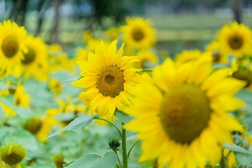 cheerful sunflower close up blurred background
