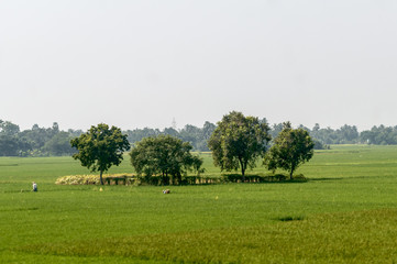 Trees on green spring meadow. Countryside Agricultural field background. Agriculture greenery filled with cereal crop. Beautiful nature scenery. Clear sky at sunset time. Rural India summer landscape.