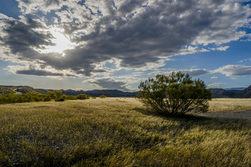 Meadow and a bush in the middle of the Tabernas desert, Almeria, Andalusia, Spain