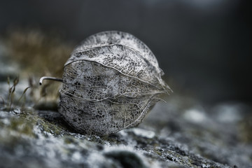 Shell of a physalis in autumn