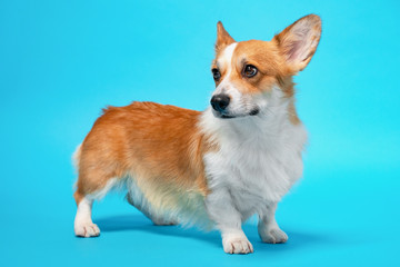 portrait of cute healthy and happy smart pembroke welsh corgi wide open ears in the photo studio on the blue background