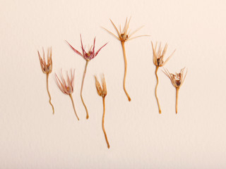 Pressed and dried spring summer yellow pink flowers on a paper background