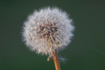 dandelion isolated on green background