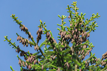 Many young pine cones on top of Picea omorika on blue sky background. Sunny day in spring garden. Nature concept for design. Place for your text.