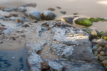 Seagulls on the beach, Bondi Beach Australia