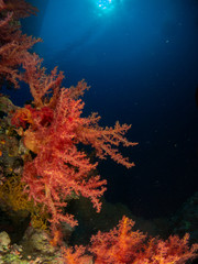 Fototapeta na wymiar seabed in the red sea with coral and fish