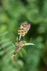 Salad burnet