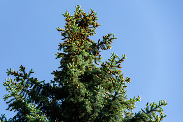 Many pine cones on branches of Blue spruce Picea pungens on blue sky background. Sunny day in spring garden. Nature concept for design. Place for your text.