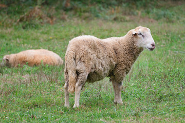 Sheep group on a meadow with green grass. Flock of sheep. Rural life concept. Sheep are grazing in the nature.