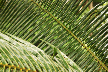 Coconut Tree Leaves Close up view