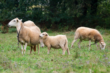 Obraz na płótnie Canvas Sheep group and lamb on a meadow with green grass. Flock of sheep. Rural life concept. Sheep are grazing in the nature.