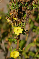 Common evening-primrose