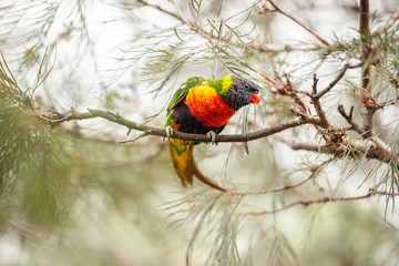 Rainbow lorikeet out in nature during the day.
