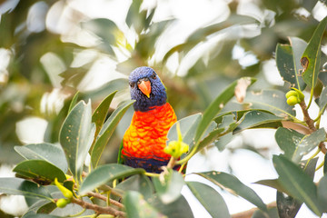 Rainbow lorikeet out in nature during the day.
