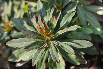 Wood spurge Purpurea