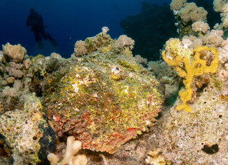 seabed in the red sea with coral and fish