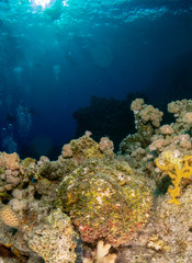 seabed in the red sea with coral and fish
