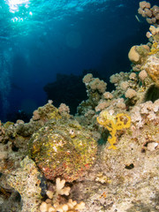 Plakat seabed in the red sea with coral and fish