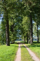 Fototapeta na wymiar Dirt road in the park on the river bank on a bright sunny day. Vertical picture.
