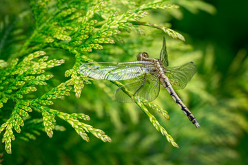 Macro beautiful young black-tailed skimmer (Orthetrum cancellatum) female on striped leaves of Thuja plicata Zebrina (Western red cedar). This dragonfly belonging to family Libellulidae.