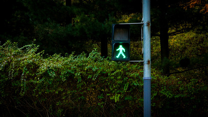 light in forest