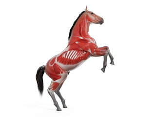 3d rendered medically accurate illustration of the equine anatomy - the muscle system © Sebastian Kaulitzki