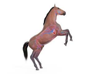 3d rendered medically accurate illustration of the equine anatomy - the vascular system © Sebastian Kaulitzki