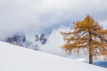 Beautiful Winter and Holiday background for Christmas with larch trees and snow. 