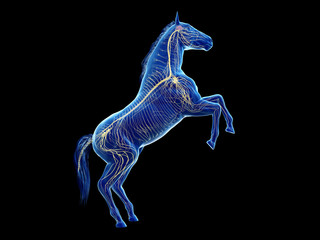 3d rendered medically accurate illustration of the equine anatomy - the nervous system - obrazy, fototapety, plakaty