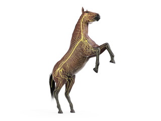 3d rendered medically accurate illustration of the equine anatomy - the nervous system