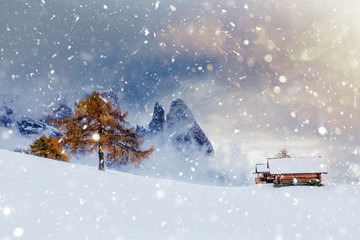 Beautiful Winter and Holiday background for Christmas with larch trees and snow. 