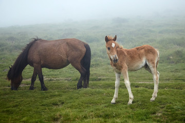 Mare and foal with a white spot on his forehead walking in the pasture at a foggy summer day. Brown horse and foal graze in the meadow