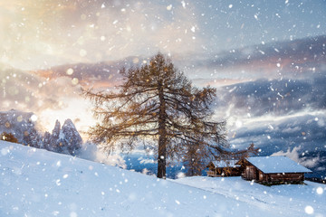 Beautiful Winter and Holiday background for Christmas with larch trees and snow. 