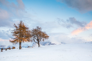 Beautiful Winter and Holiday background for Christmas with larch trees and snow. 