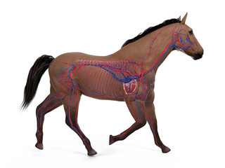 3d rendered medically accurate illustration of the equine anatomy - the vascular system